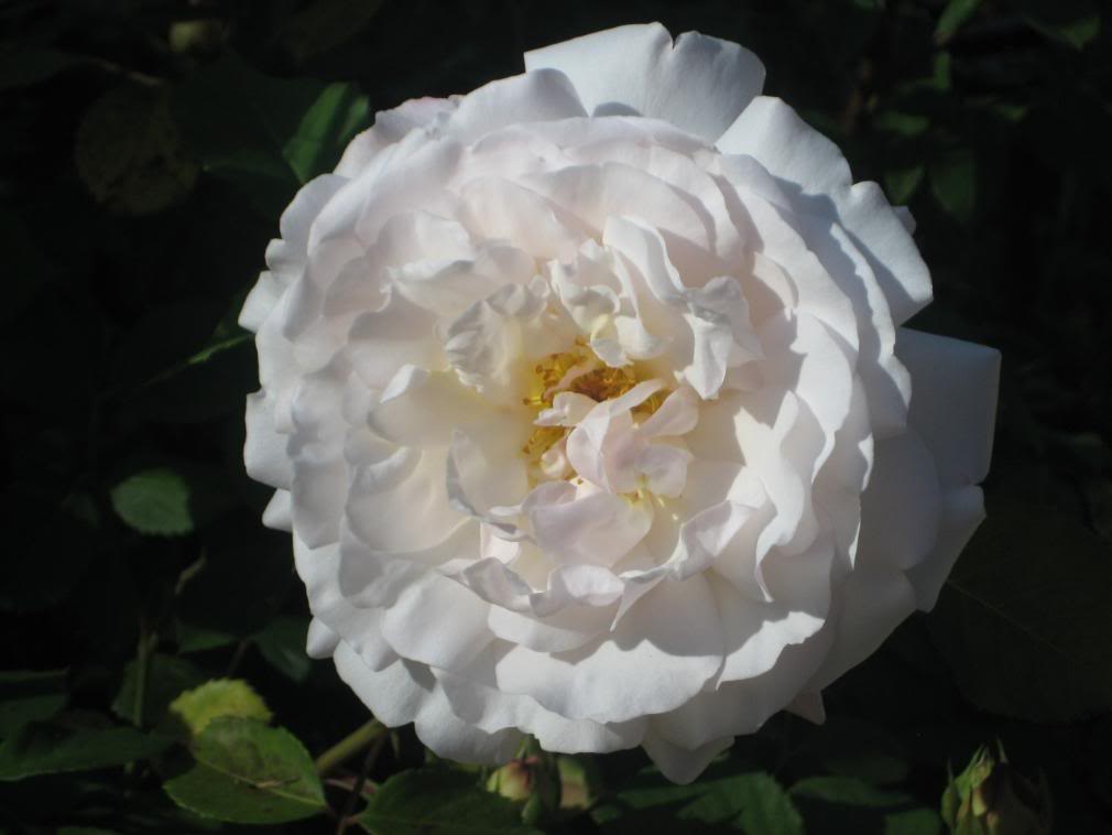20080430_10-1.jpg