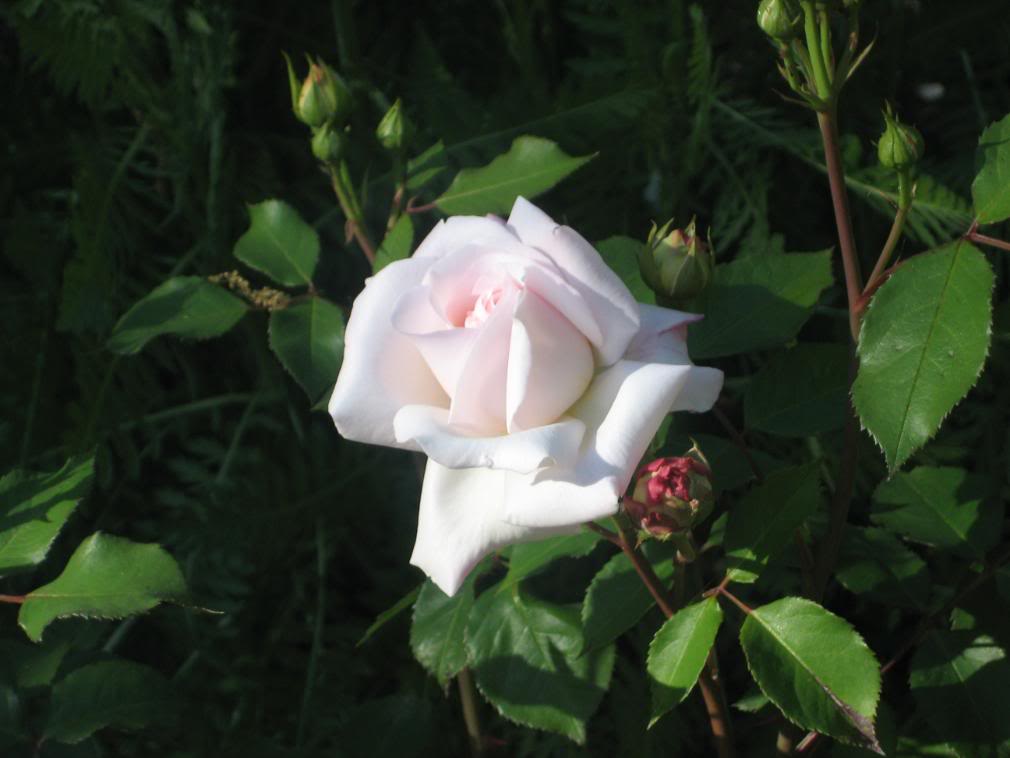 20080430_11-1.jpg