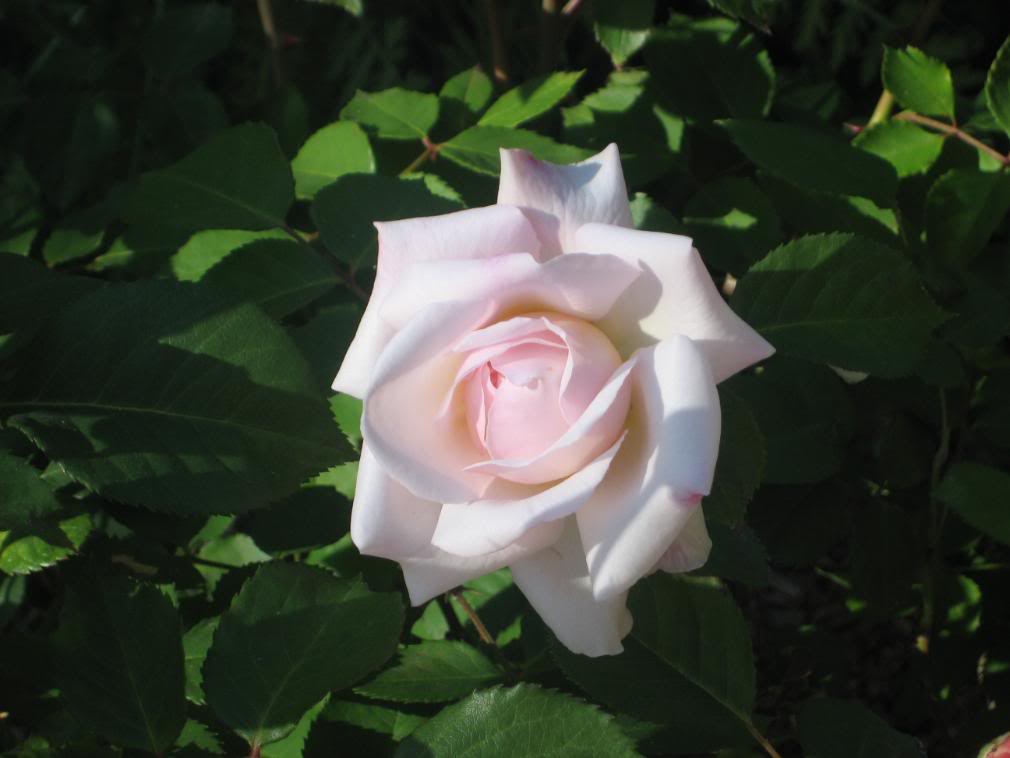 20080430_12-1.jpg