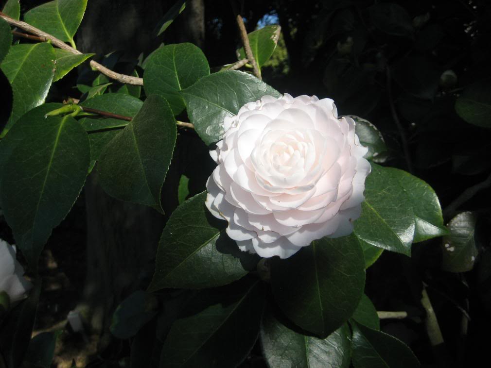 20080430_17-1.jpg