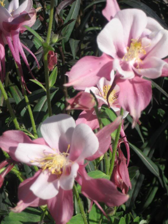 20080430_22-1.jpg