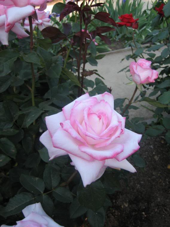 20080430_30-1.jpg