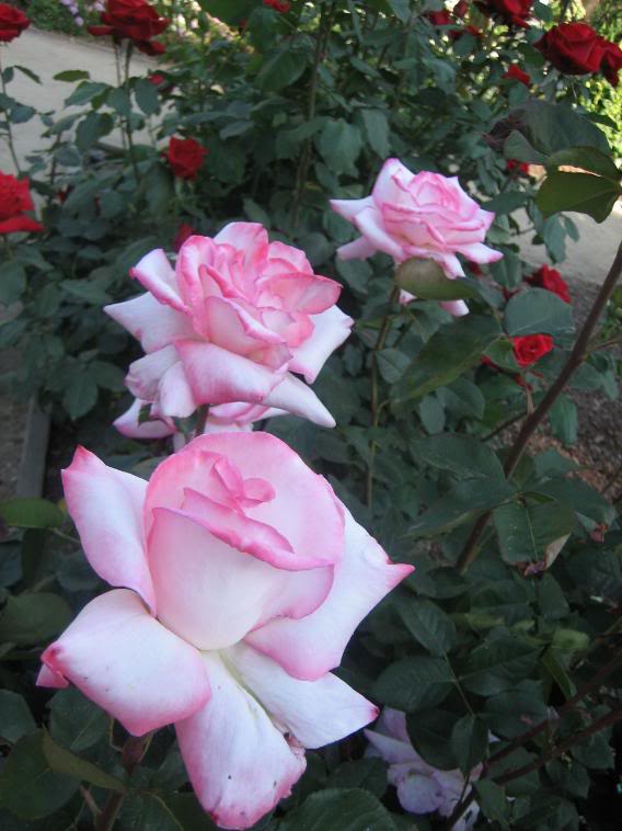 20080430_34-1.jpg