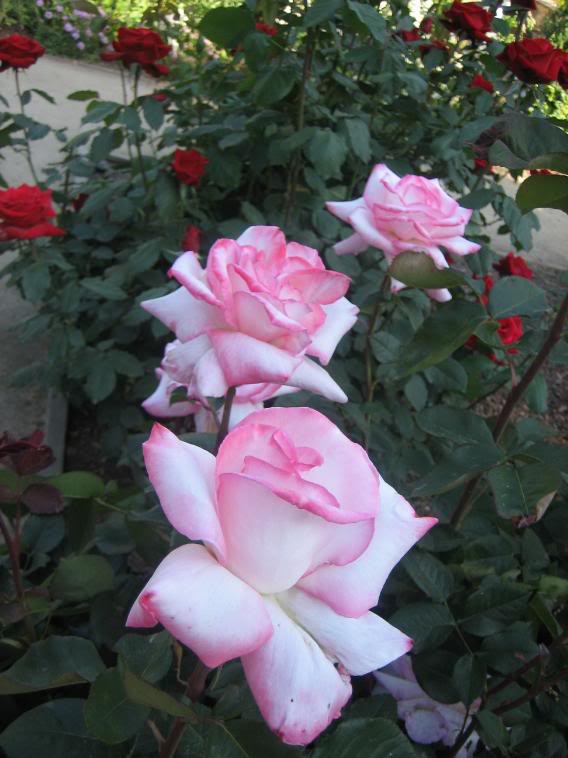 20080430_35-1.jpg