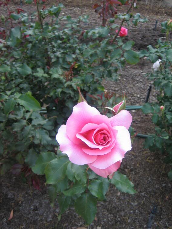 20080430_36-1.jpg