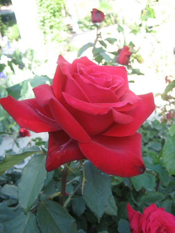 20080430_5-1.jpg