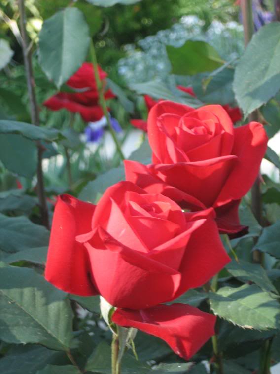 20080430_6-1.jpg