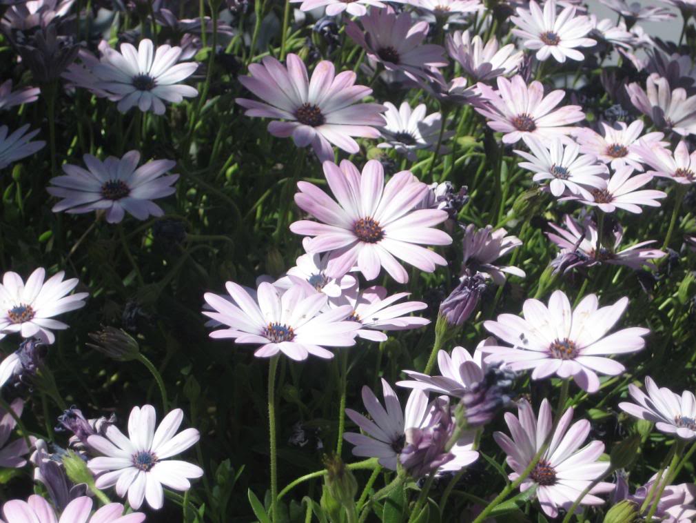 20080501_14-1.jpg
