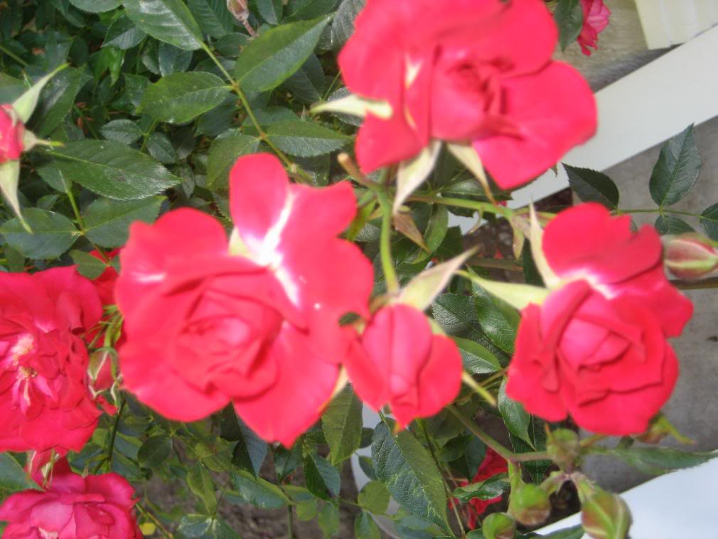 20080501_16-1.jpg