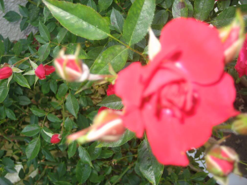 20080501_17-1.jpg