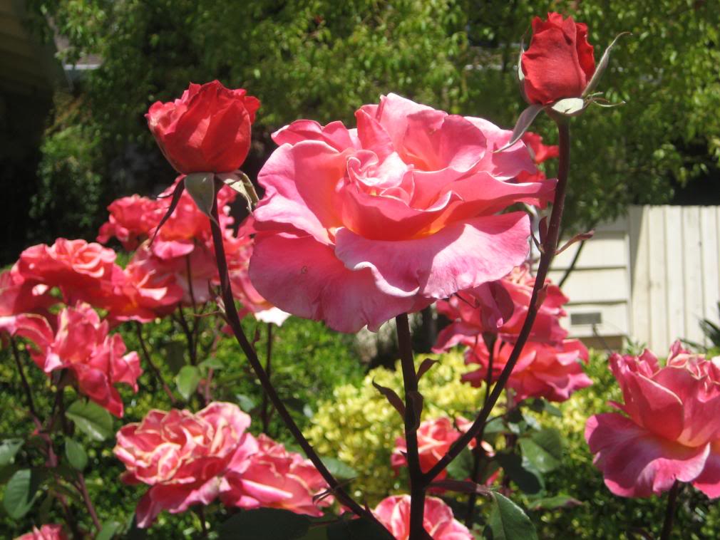20080501_34-1.jpg