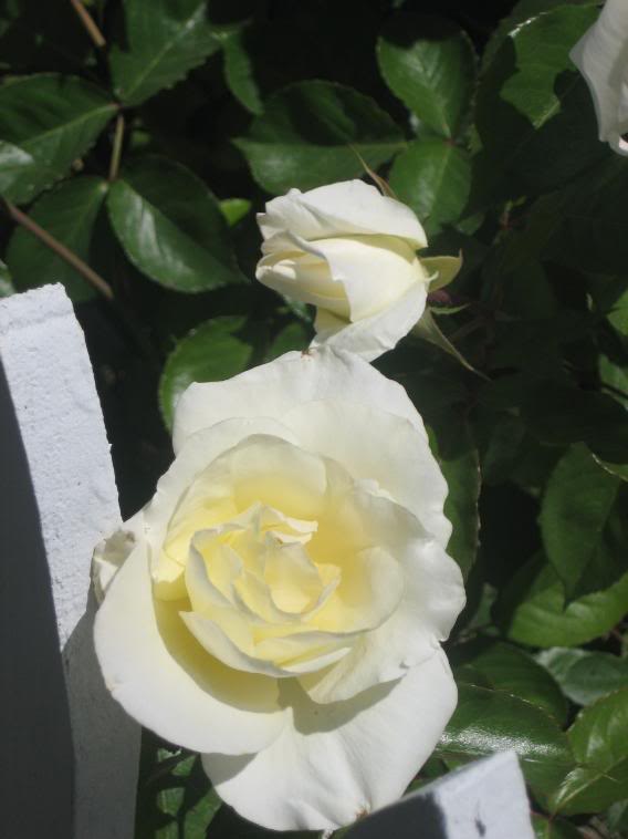 20080501_36-1.jpg