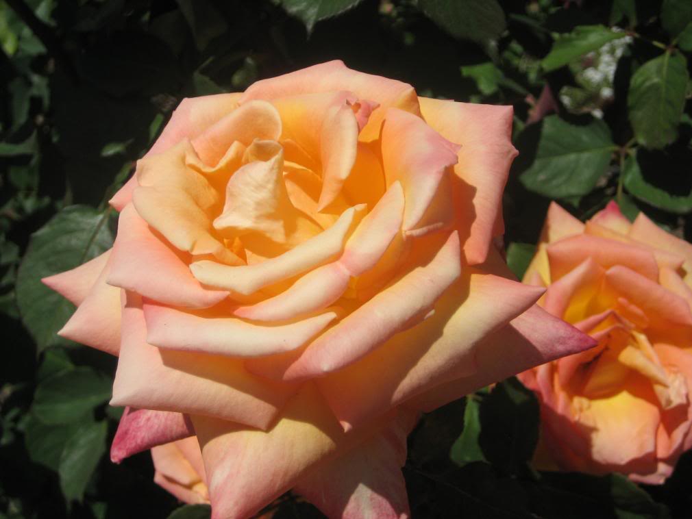 20080501_40-1.jpg