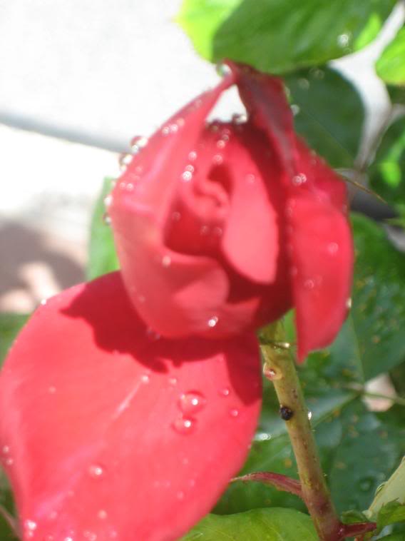 20080512_62-1.jpg