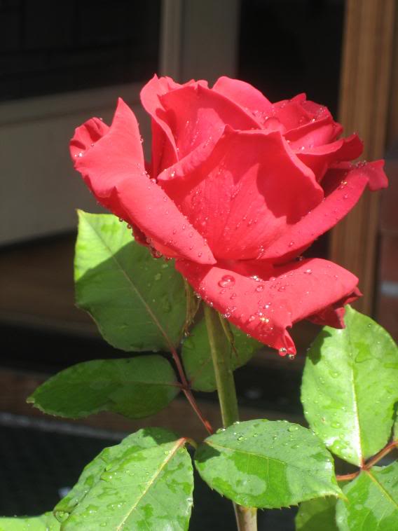 20080512_63-1.jpg
