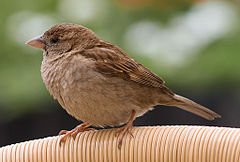 240pxPasser domesticus2 1 - How does your garden grow?