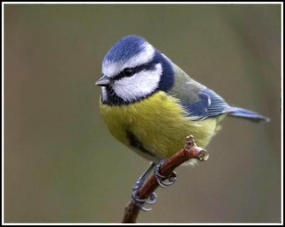 5415159304 Bluetit 1 - How does your garden grow?