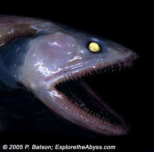 BathysaurusSide3940-1.jpg
