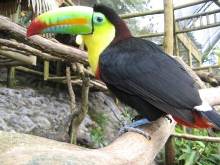 Beautiful20BirdJPG-1.jpg