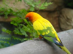 Bird__by_paradise1-1.jpg