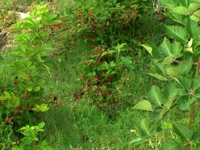 Blackberries-1.jpg