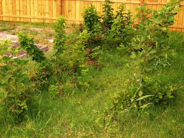 Blackberries2 1 - How does your garden grow?