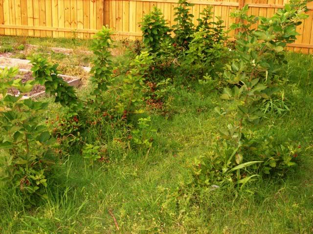 Blackberries2-1.jpg