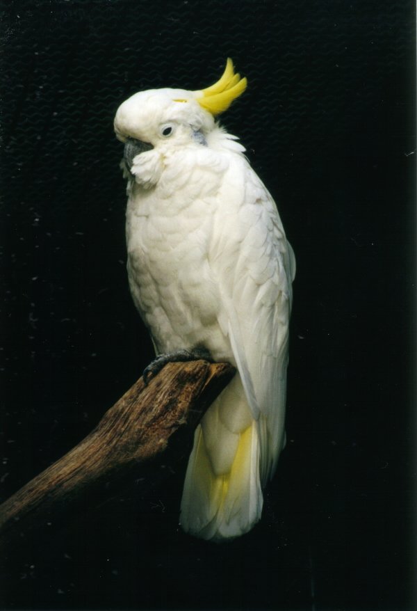 Cockatoo_by_Laucius-1.jpg