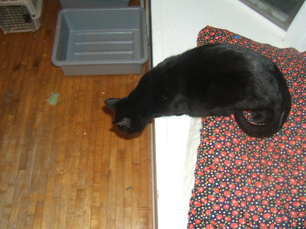 DSCF5082-1.jpg