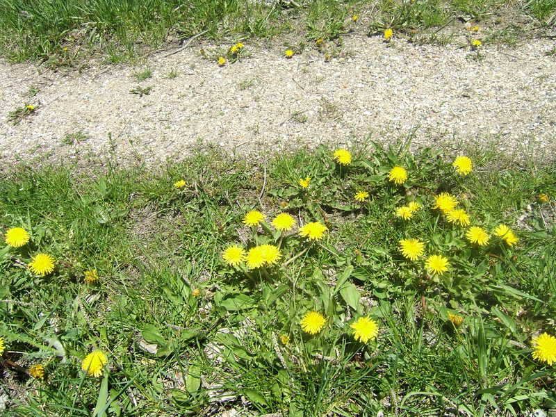 DSCF5226-1.jpg