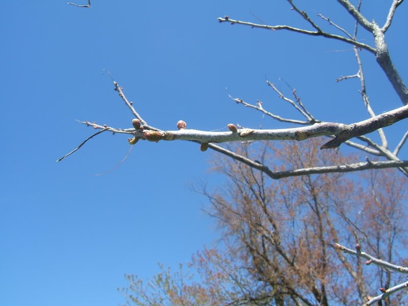 DSCF5233-1.jpg