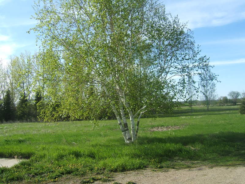 DSCF5239-1.jpg