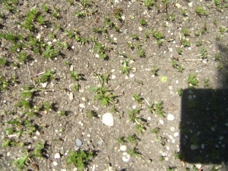 DSCF5249-1.jpg