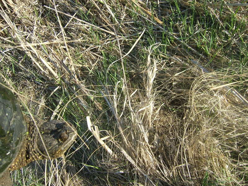 DSCF5290-1.jpg