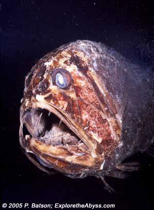 Fangtooth3-1.jpg