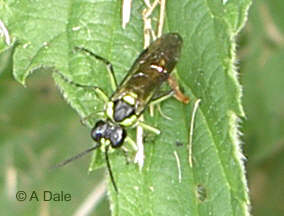 GrnLeg20Sawfly-1.jpg