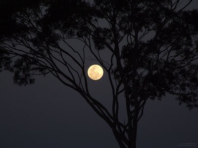 Moonshiningthroughtreebranches-1.jpg