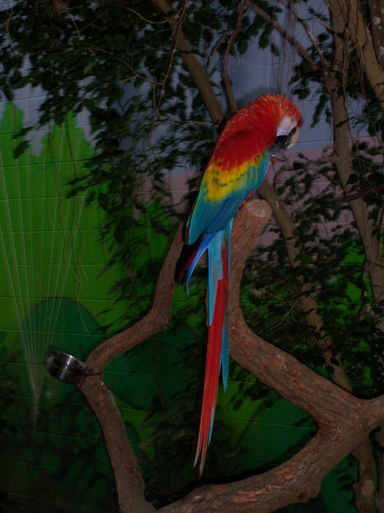 Parot_by_camico-1.jpg