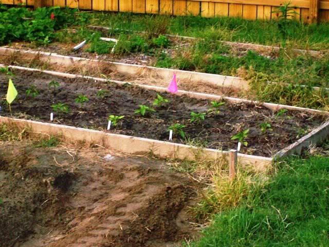 Peppers 1 - How does your garden grow?