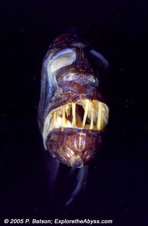 SabreTooth-1.jpg