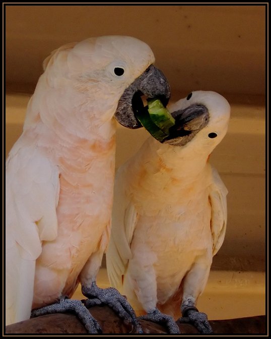 This_one_is_mine_by_KO777-1.jpg
