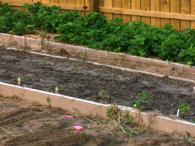 TomatoesStrawberries 1 - How does your garden grow?