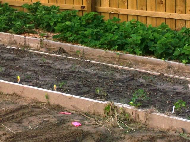 TomatoesStrawberries-1.jpg