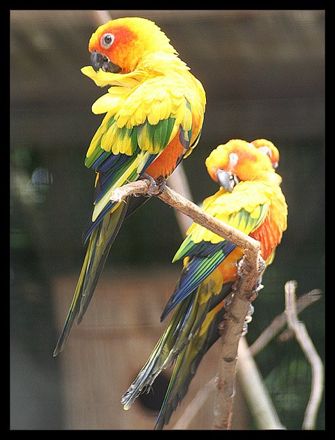 Yellow_mini_parrot_2_by_j_cyka-1.jpg