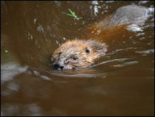 _44688132_beaverswimming226-1.jpg