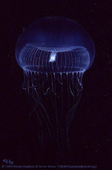 aequorea-1.jpg