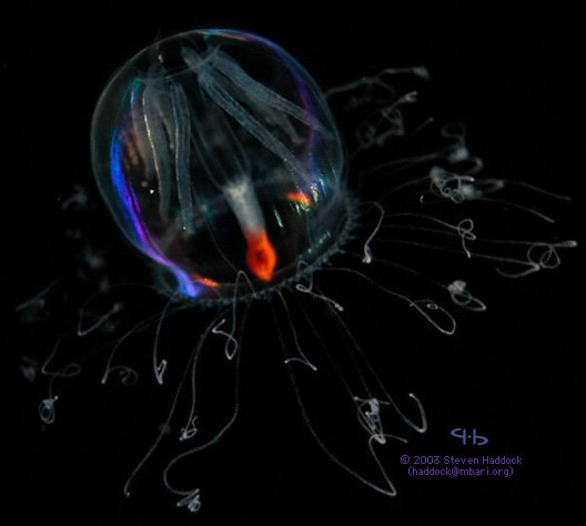 aglantha-1.jpg