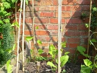 beans-1.jpg