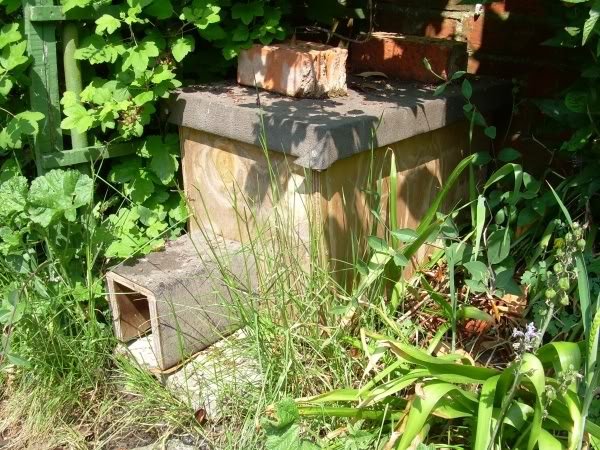 hedgehoghouse-1.jpg
