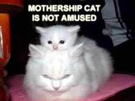 mothershipcatt-1.jpg